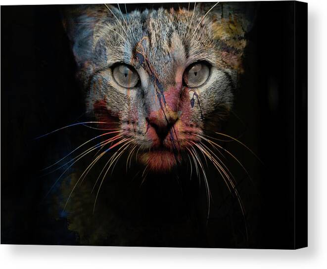 Cat Canvas Print featuring the photograph Mr Bo by Paul Lovering