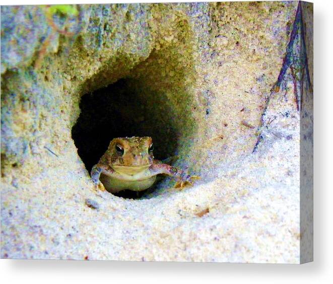 Frogs Canvas Print featuring the photograph Mr. Toads sand castle by Mike Farmer