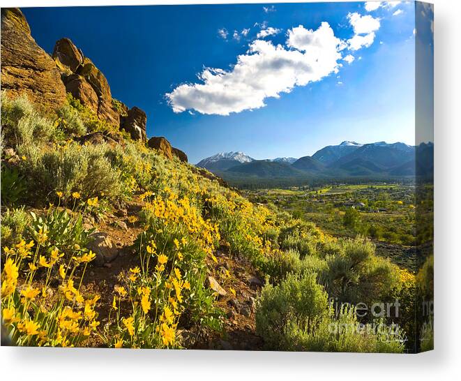 Adventure Canvas Print featuring the photograph Mule Ear Flowers with Mount Rose by Vance Fox