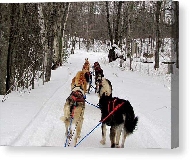 Dog Sledding Canvas Print featuring the photograph Mush by Keith Stokes