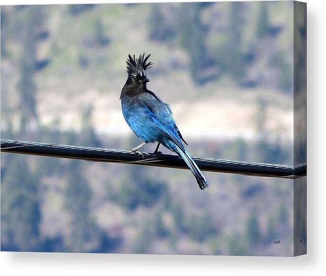 Steller's Jay Canvas Print featuring the photograph My Hairdo Malfunctioned by Will Borden