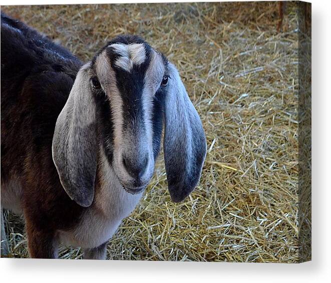 Richard Reeve Canvas Print featuring the photograph Nanny Goat by Richard Reeve