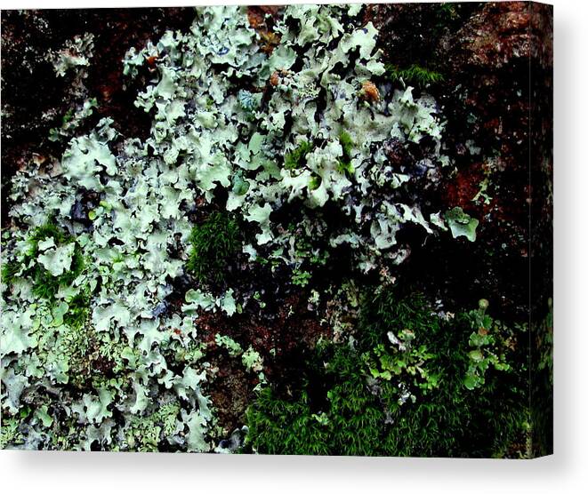 Lichen Canvas Print featuring the photograph Natural Still Life #6 by Larry Bacon