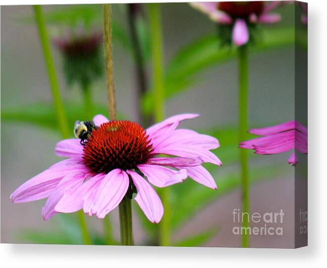 Pink Canvas Print featuring the photograph Nature's Beauty 90 by Deena Withycombe