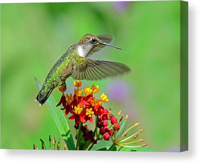 Hummingbird Canvas Print featuring the photograph Nature's Majesty by Rodney Campbell