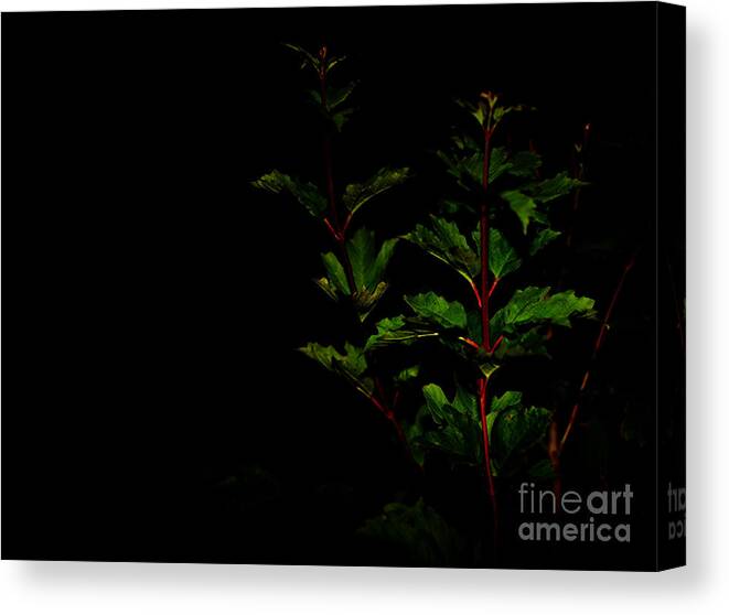 Plant Canvas Print featuring the photograph Night Garden by Linda Shafer