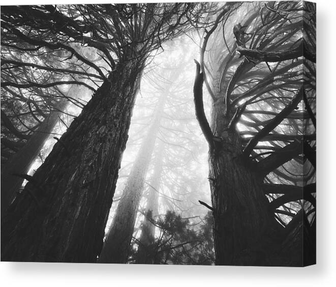 Mist Canvas Print featuring the digital art Noble Arms by Kevyn Bashore