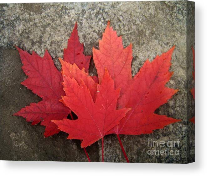 Canadian Symbols Canvas Print featuring the photograph Oh Canada by Reb Frost