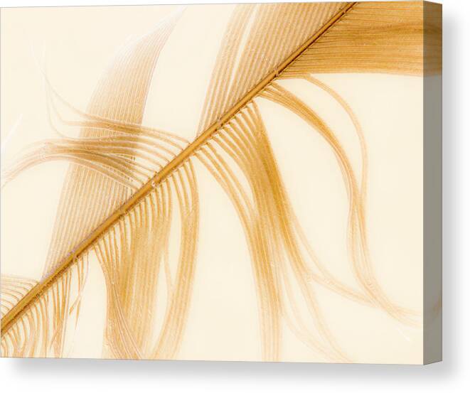 Macro Canvas Print featuring the photograph Old Feather by Jim Painter