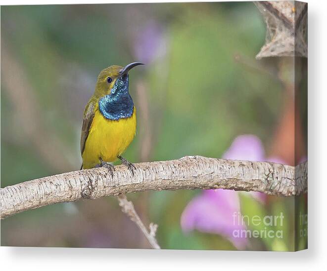 2014 Canvas Print featuring the photograph Olive-backed Sunbird by Jean-Luc Baron