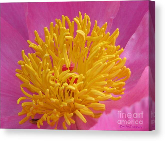 Peony Canvas Print featuring the photograph On The Inside by Roxy Riou