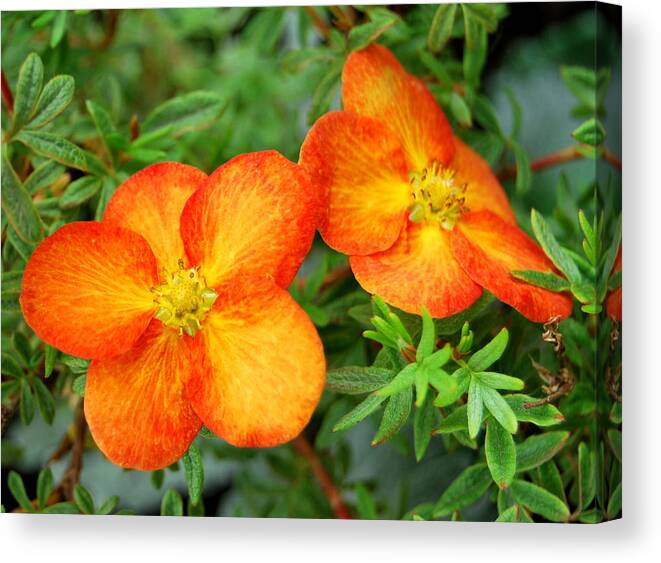 Flowers Canvas Print featuring the photograph Orange and Yellow by Marilynne Bull