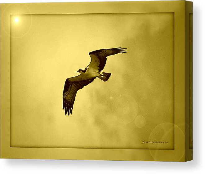 Osprey Canvas Print featuring the photograph Osprey Soaring into Golden Sunlight by Carol Groenen