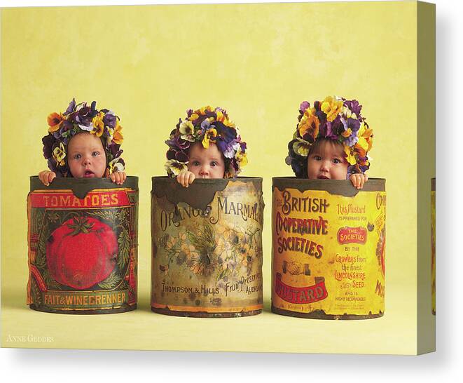 Pansy Canvas Print featuring the photograph Pansy Tins by Anne Geddes