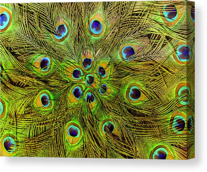 Abstract Canvas Print featuring the photograph Peacock feathers. by Nila Newsom
