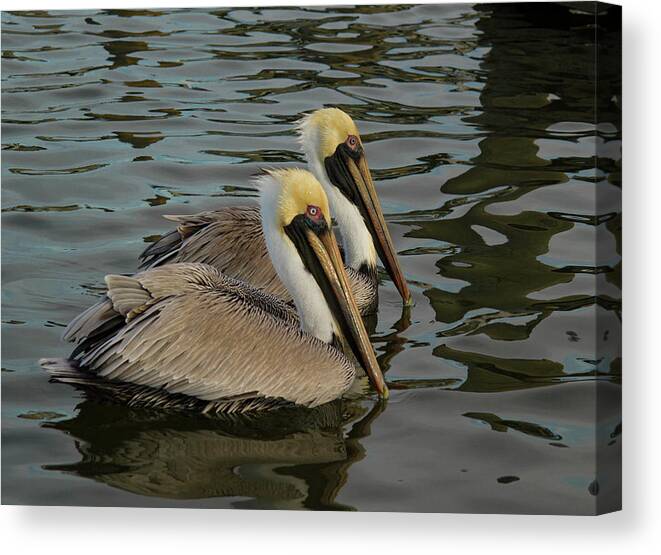 Jean Noren Canvas Print featuring the photograph Pelican Duo by Jean Noren