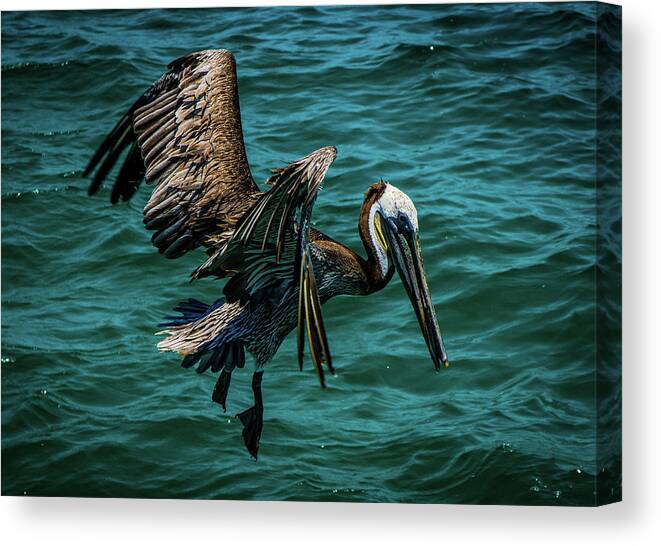 Landscape Canvas Print featuring the photograph Pelican Glide by Jason Brooks