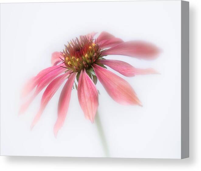 Bloom Canvas Print featuring the photograph Perennial cone flower. by Usha Peddamatham