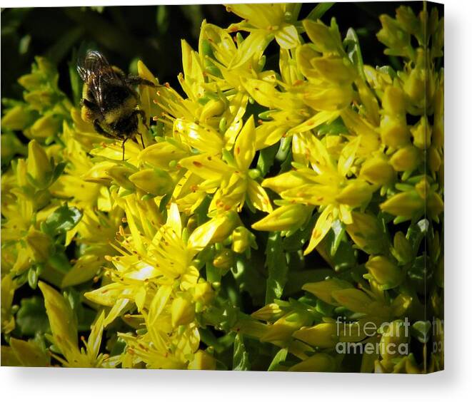 Photograph Canvas Print featuring the photograph Photograph of a Bee on Yellow Flowers by Delynn Addams