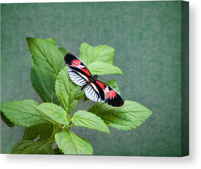 Piano Key Butterfly Canvas Print featuring the photograph Piano Key Butterfly by Phyllis Taylor