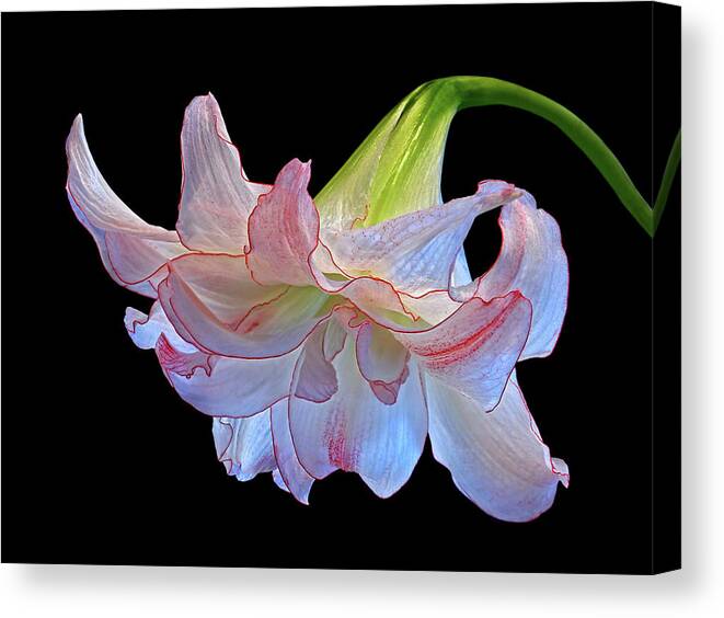 Amaryllis Canvas Print featuring the photograph Pink And White Double Amaryllis on Black by Gill Billington