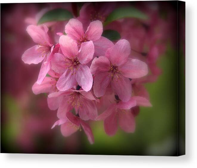 Malus Canvas Print featuring the photograph Pink Crabapple Blossoms by Nathan Abbott
