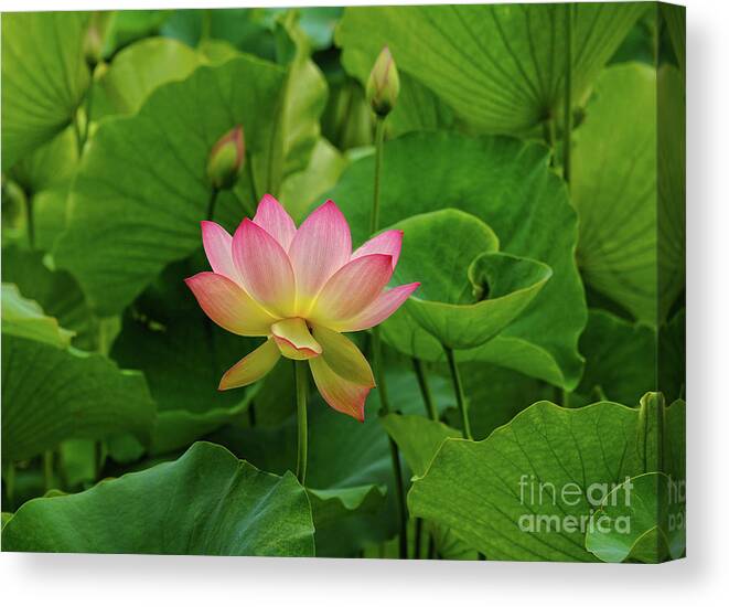LOTUS FLOWER LILY PAD PINK MOUNT Picture Canvas art Prints