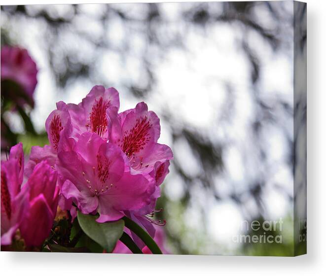 Flora Canvas Print featuring the photograph Pink Love 10 by Alex Art