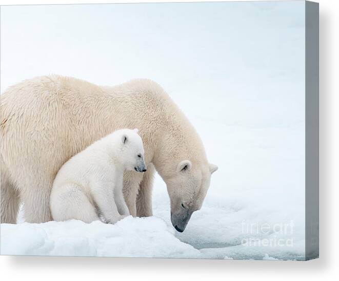 Polar Bear Mom And Cub Canvas Print featuring the photograph Polar Bear Mom and Cub by Paulette Sinclair