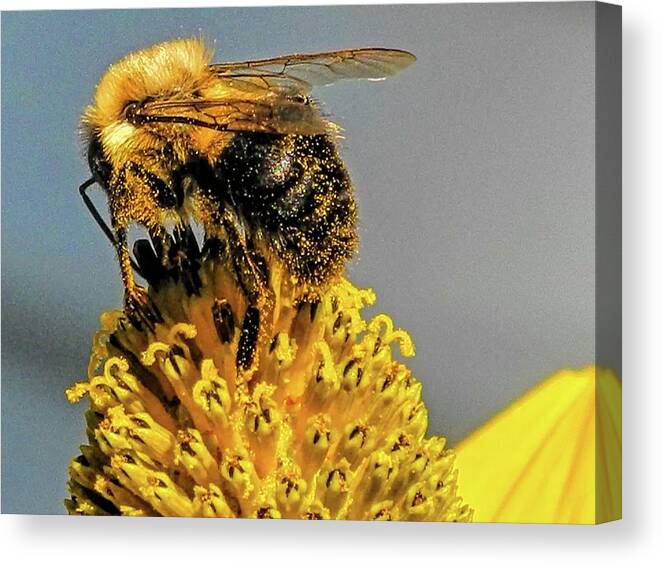 Bee Canvas Print featuring the photograph Pollen Place by Winnie Chrzanowski