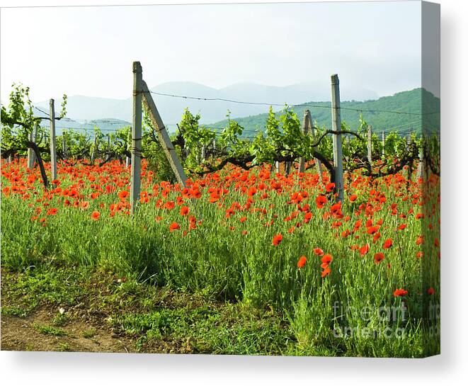 Landscape Canvas Print featuring the photograph Poppies, vineyards and hills by Irina Afonskaya