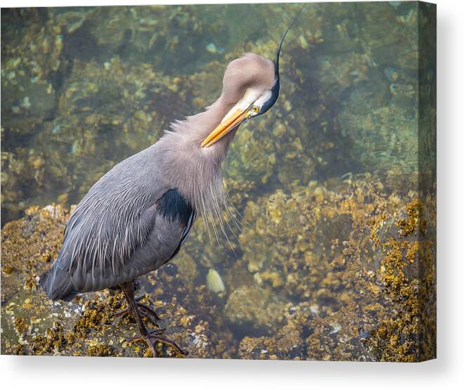 Heron Canvas Print featuring the photograph Preening Heron by Jerry Cahill