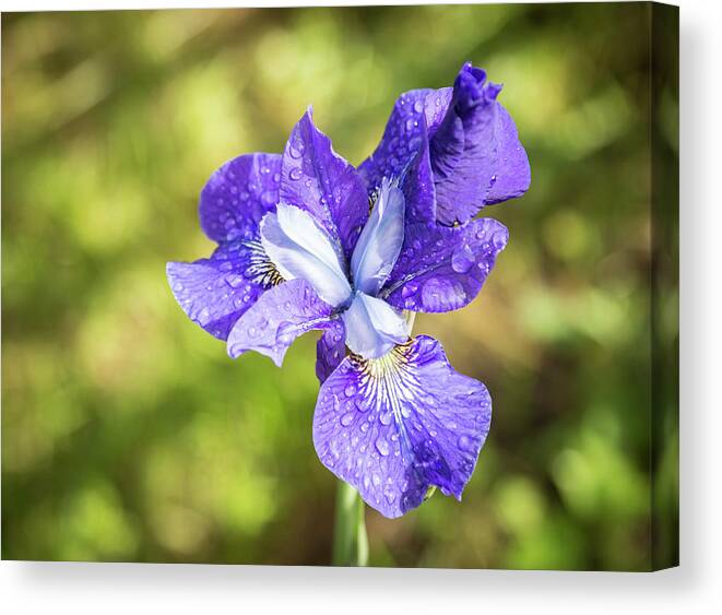 Flower Canvas Print featuring the photograph Purple Iris 2016-1 by Thomas Young