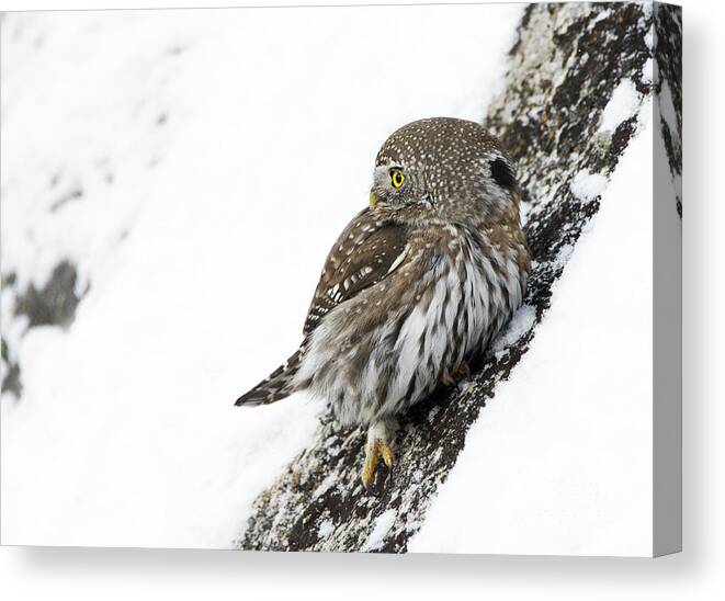Pygmy Owl Canvas Print featuring the photograph Pygmy Owl by Deby Dixon