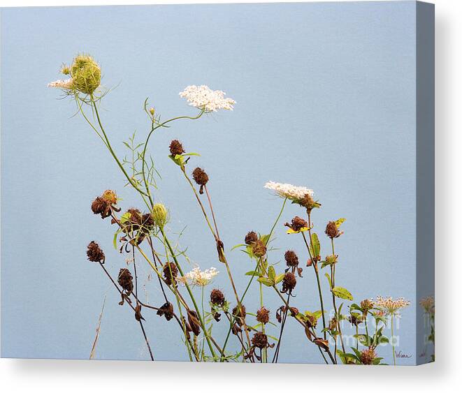 Lise Winne Canvas Print featuring the photograph Queen Anne's Lace and Dried Clovers by Lise Winne