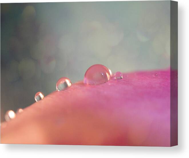 Gentle Canvas Print featuring the photograph Rain drops on pink by Lilia S
