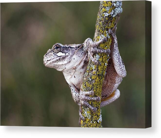 Hyla Versicolor Canvas Print featuring the photograph Ready to Jump by Jim Zablotny