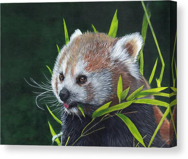 Red Panda Canvas Print featuring the painting Red Panda by John Neeve