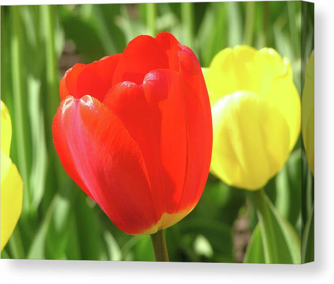 Tulip Canvas Print featuring the photograph Red Tulip by Richard Mitchell
