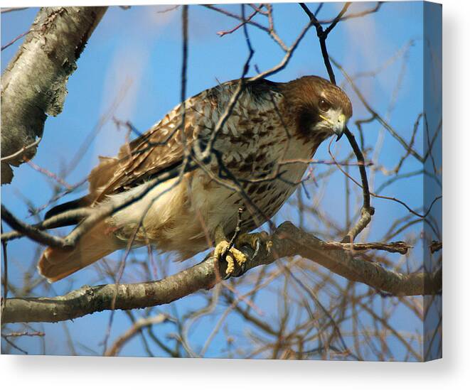 Wildlife Canvas Print featuring the photograph Redtail Among Branches by William Selander