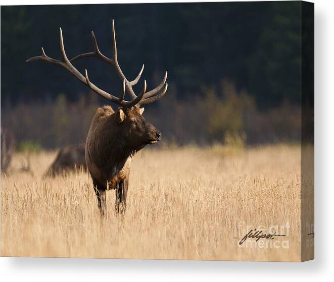 Bull Elk Canvas Print featuring the photograph Regal by Bon and Jim Fillpot