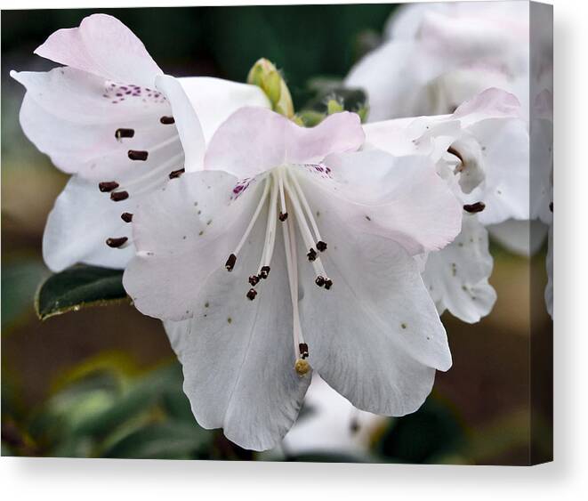 White Exotic Flower Canvas Print featuring the photograph Relinquent by Elena Perelman