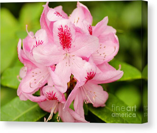 Rhododendron Canvas Print featuring the photograph Rhododendron by Nick Boren