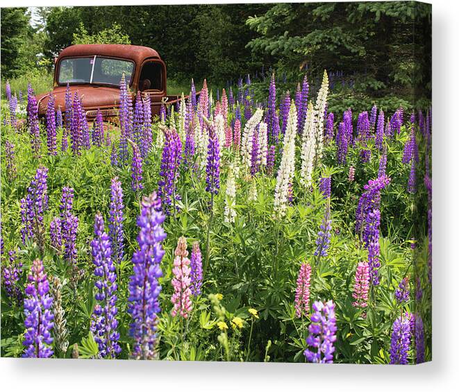 Lupines Canvas Print featuring the photograph Roadside Attraction by Holly Ross