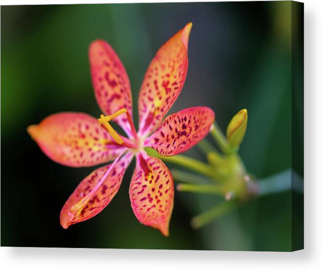 Flower Canvas Print featuring the photograph Room to Grow by Mary Anne Delgado