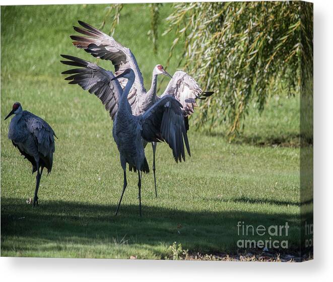 Sand Hill Crane Canvas Print featuring the photograph Sand Hill Crane wading - 6 by David Bearden