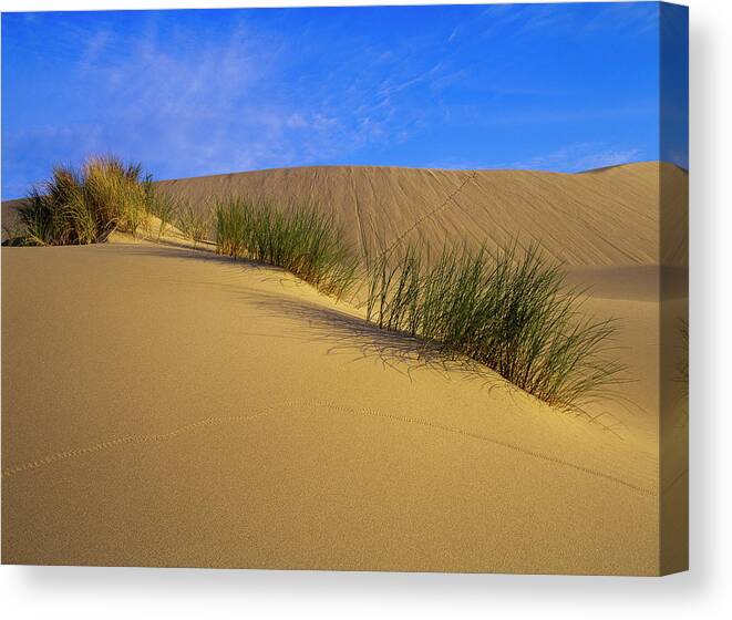 Beach Grass Canvas Print featuring the photograph Sand Tracks by Robert Potts