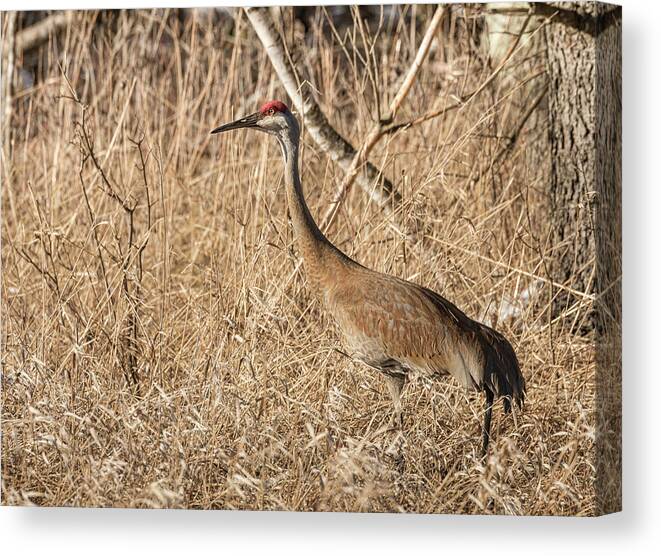 Sandhill Crane Canvas Print featuring the photograph Sandhill Crane 2016-7 by Thomas Young