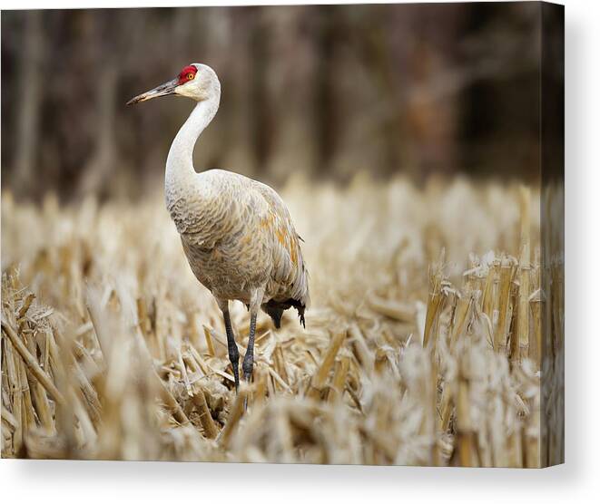 Canada Canvas Print featuring the photograph Sandhill Crane by Tracy Munson