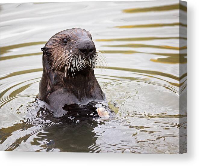 Sea Canvas Print featuring the photograph Sea Otter with Clam by Deana Glenz